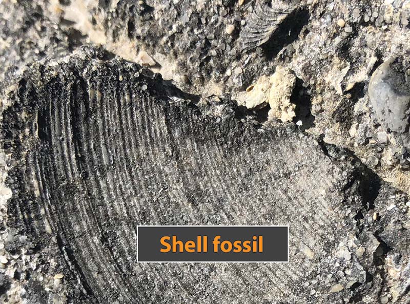 fossil, camerons inlet