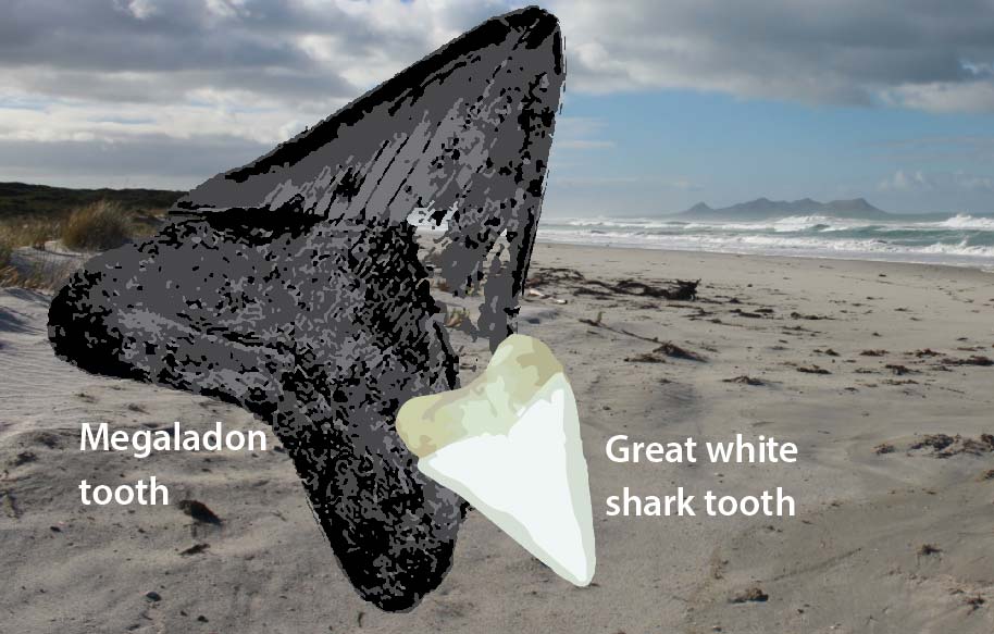 shark teeth, camerons inlet